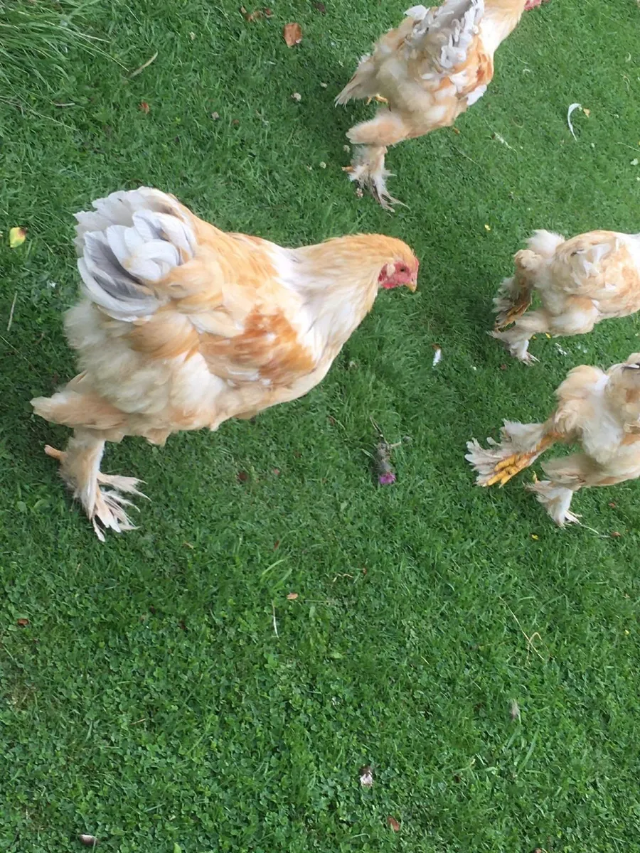Poultry - Image 4