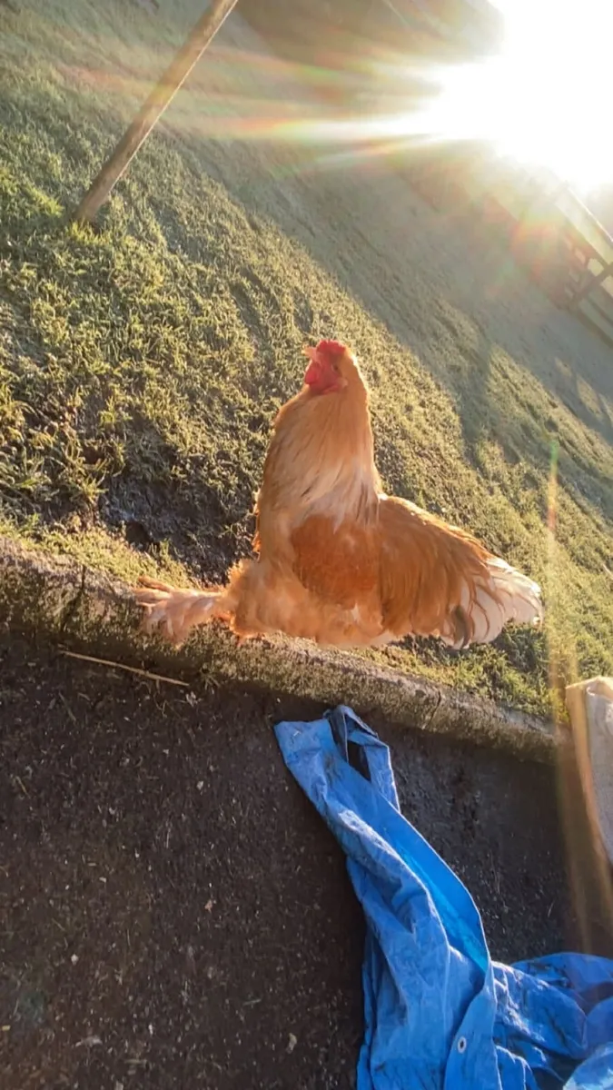 Poultry - Image 3