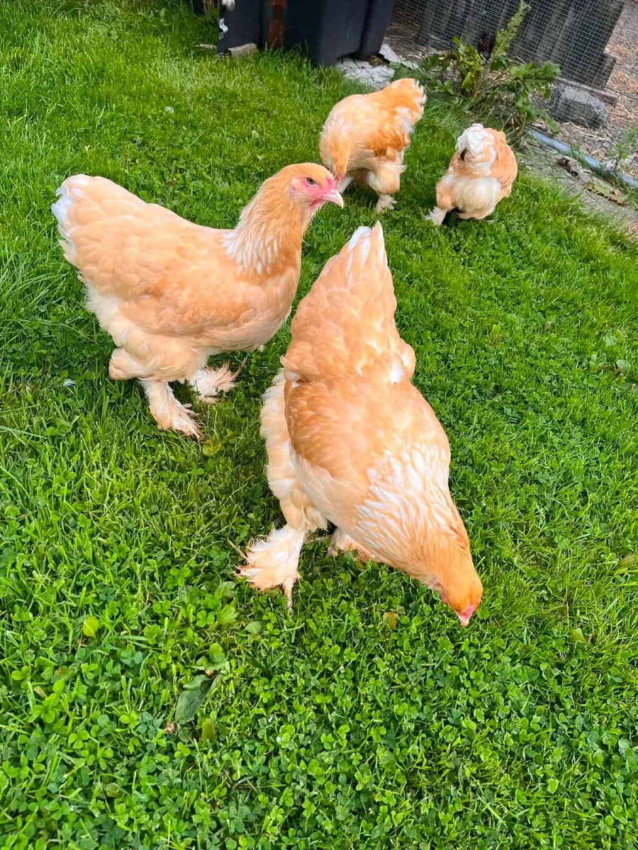 Poultry - Image 4