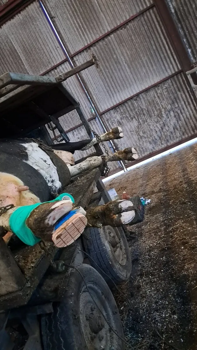 Hoof trimming/Calf dehorning - Image 4