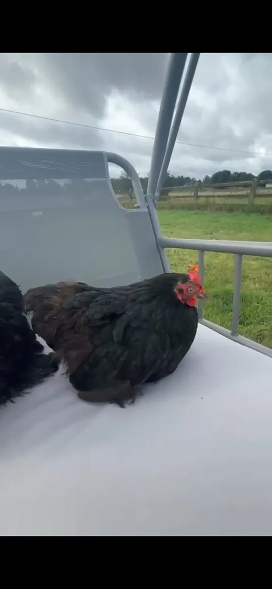 True bantam black pekin pair - Image 2