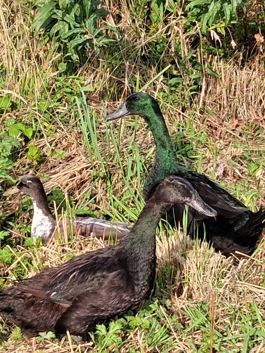 True bantam black pekin pair - Image 3
