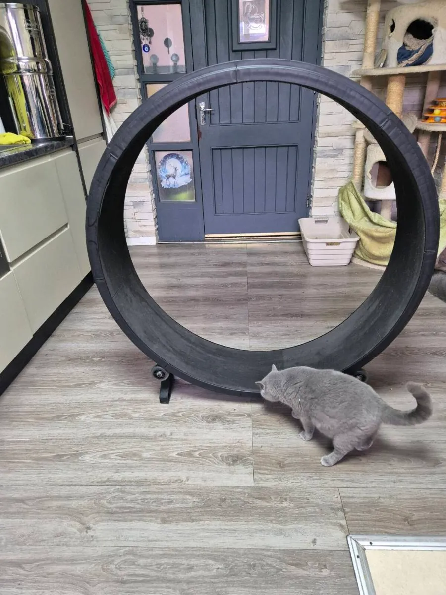 Cat exercise wheels - Image 2