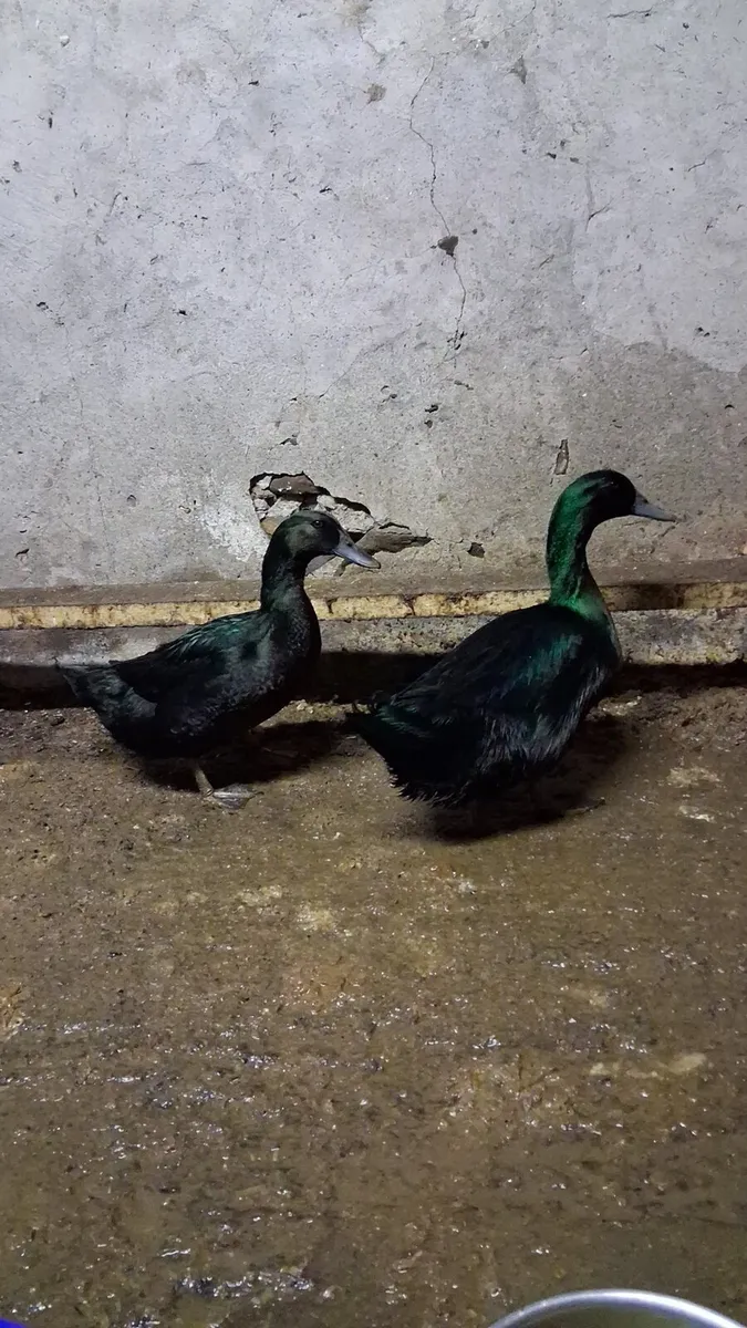True bantam black pekin pair - Image 4