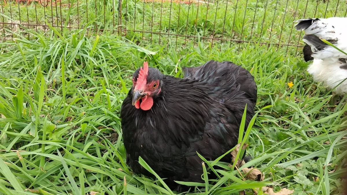True bantam black pekin pair - Image 1