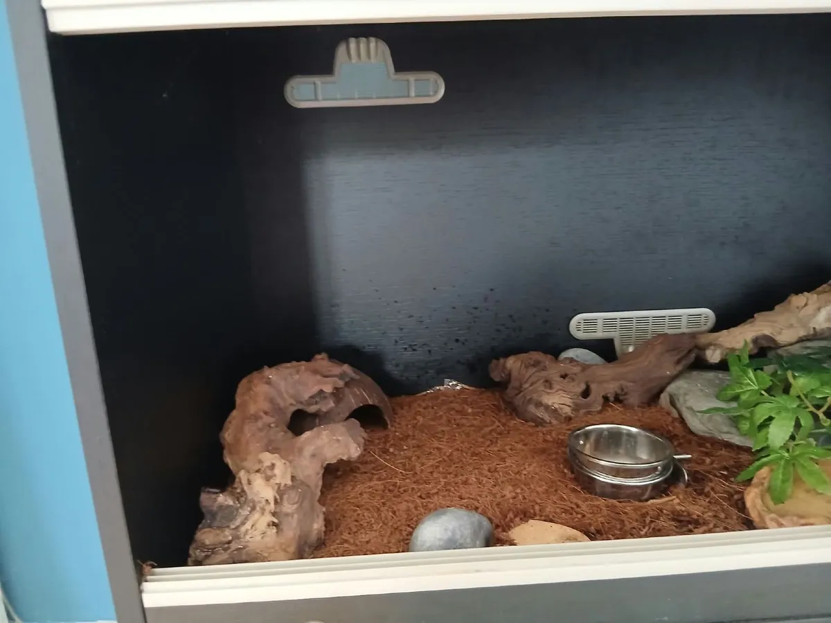 Leopard Gecko - Image 2