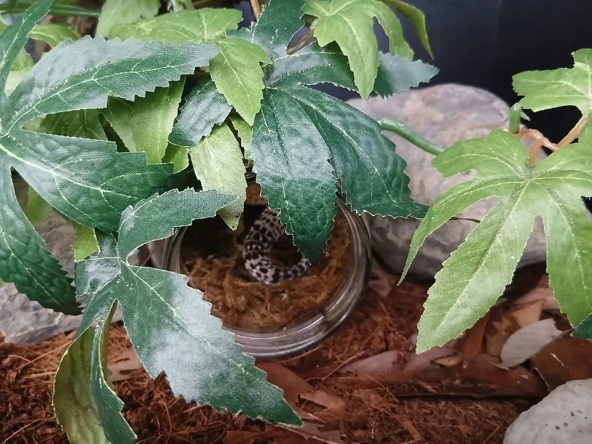 Leopard Gecko - Image 3