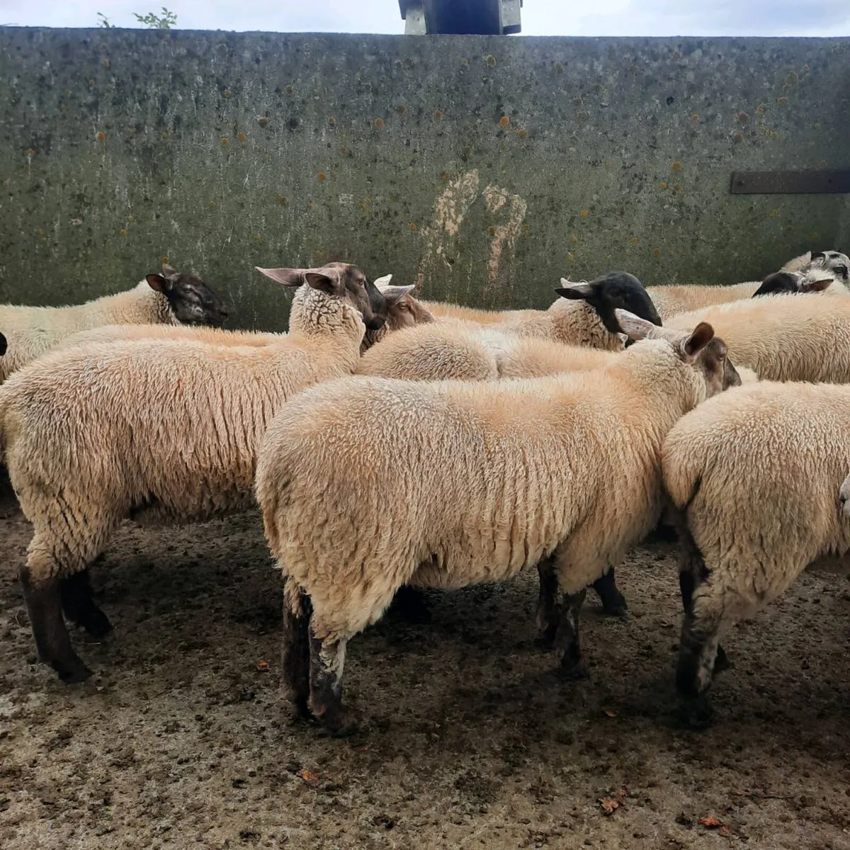 16 Ewe lambs - Image 2