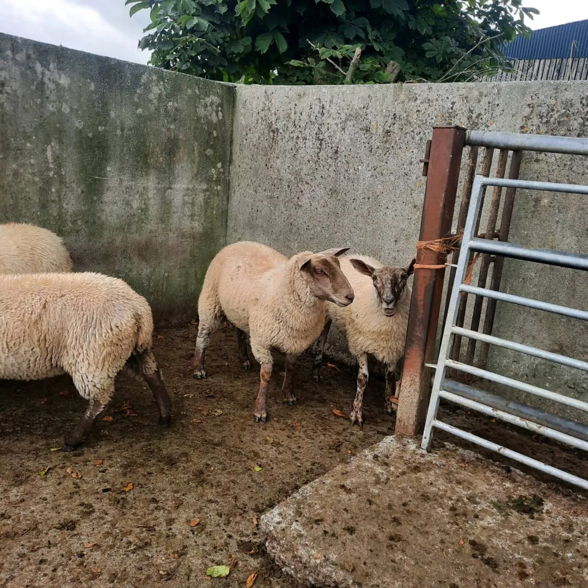 16 Ewe lambs - Image 3