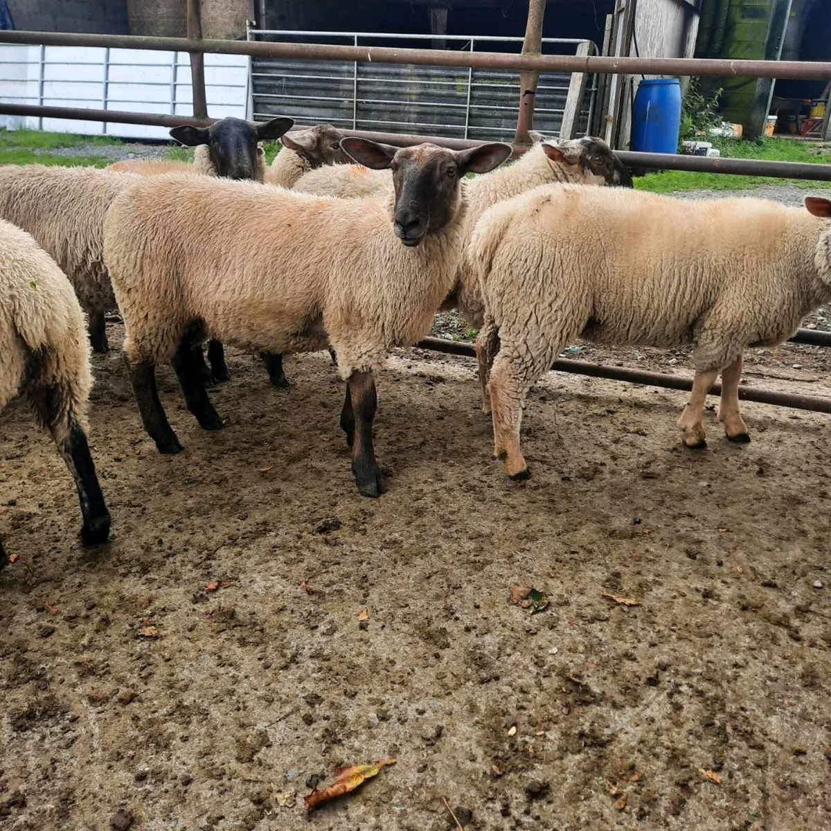 16 Ewe lambs - Image 4