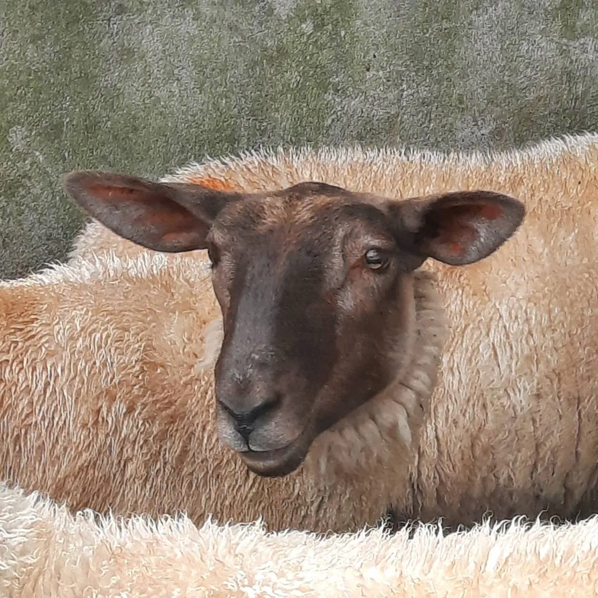 16 Ewe lambs - Image 1