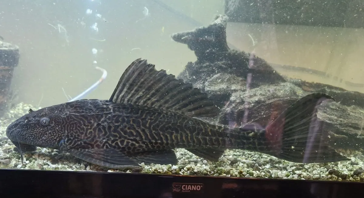 Plecostomus
