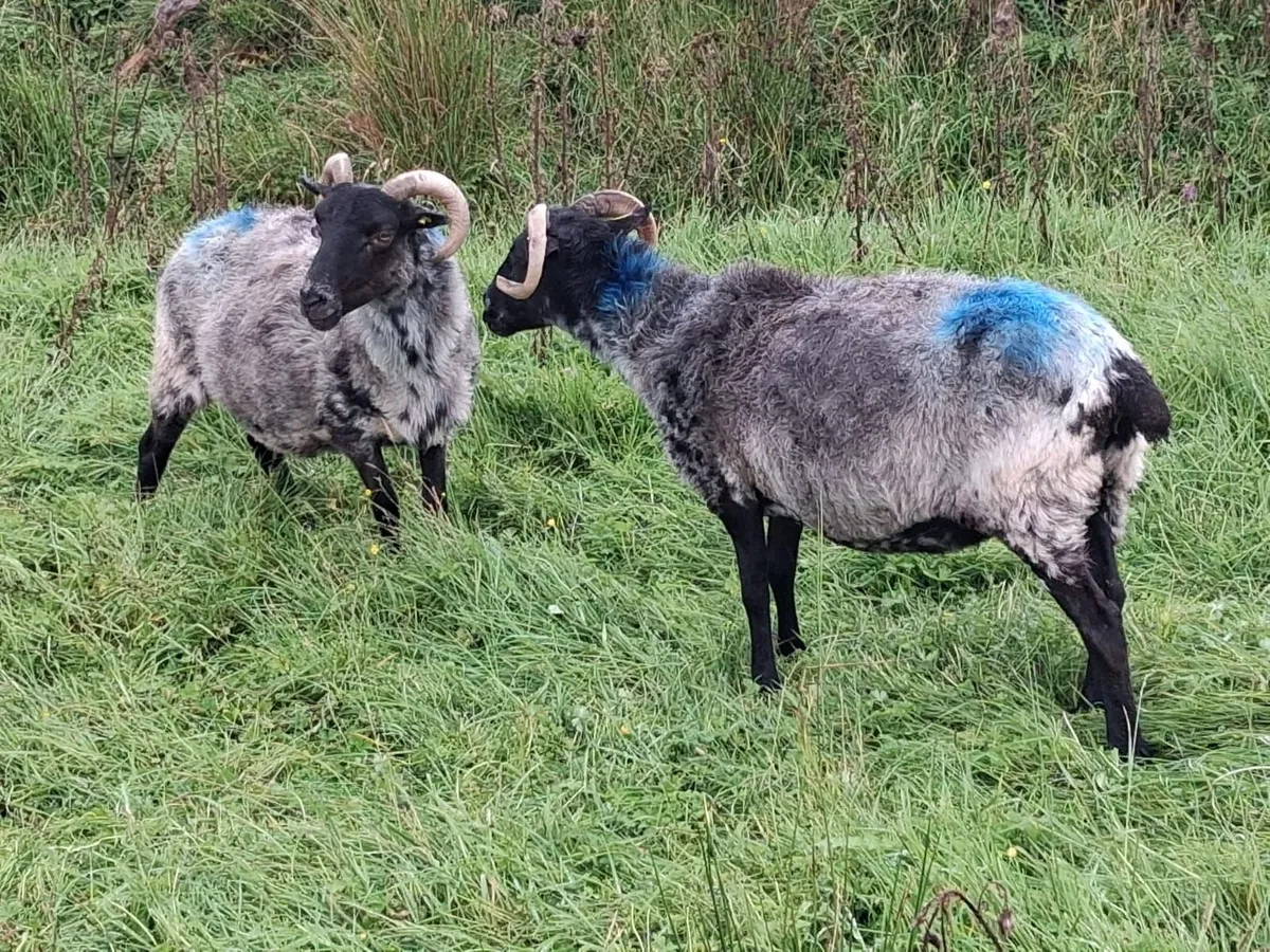 Chevoit  ewe lambs for sale x 16 no - Image 4