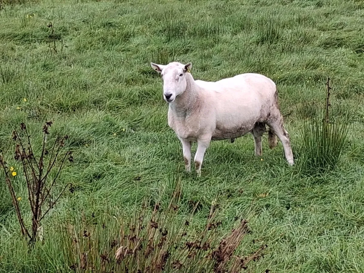 Chevoit  ewe lambs for sale x 16 no - Image 3