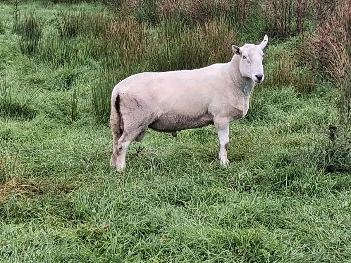 Chevoit  ewe lambs for sale x 16 no - Image 2