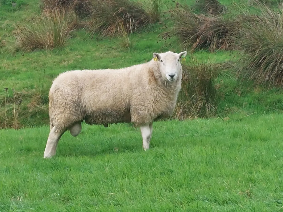 Cheviot and Suffolk hogget rams - Image 2