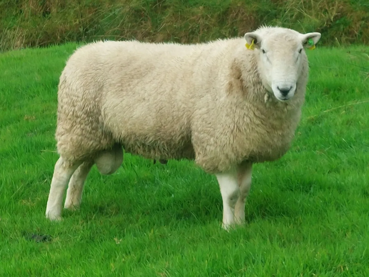Cheviot and Suffolk hogget rams - Image 3