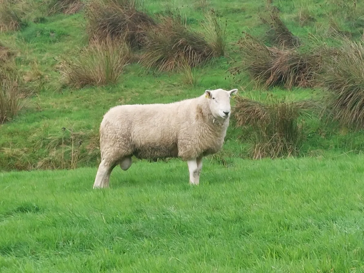 Cheviot and Suffolk hogget rams - Image 1