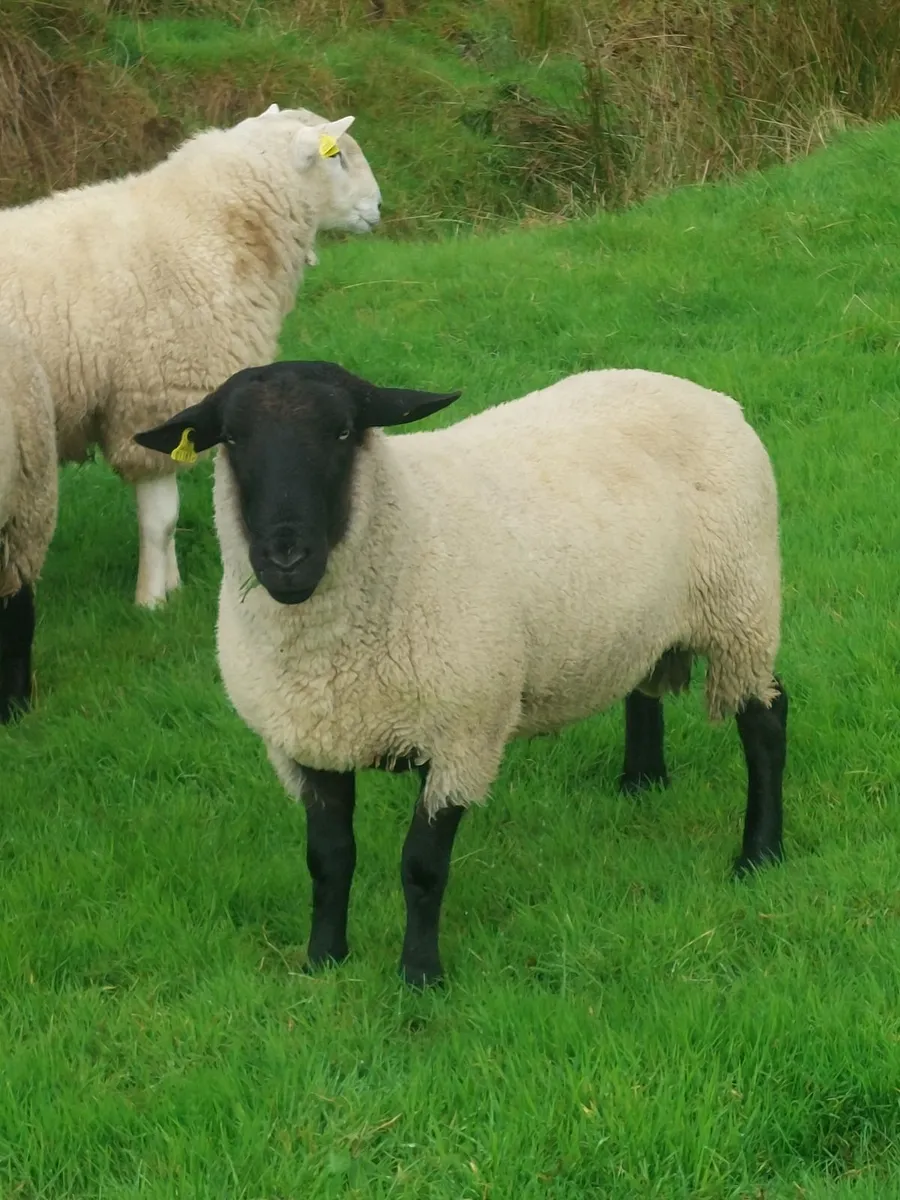 Cheviot and Suffolk hogget rams - Image 4