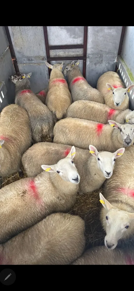 Ram Lambs
