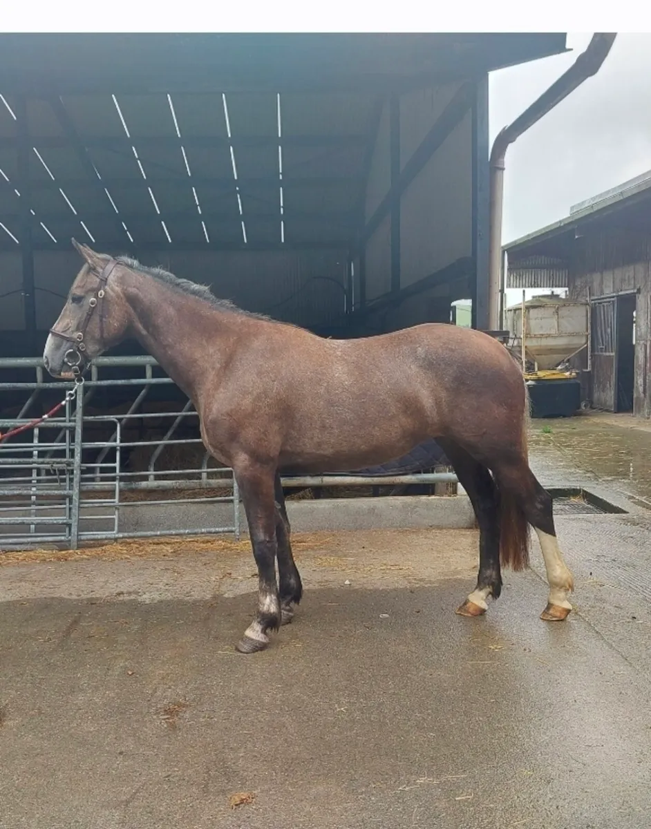 2yr old Irish Draught Filly - Image 1