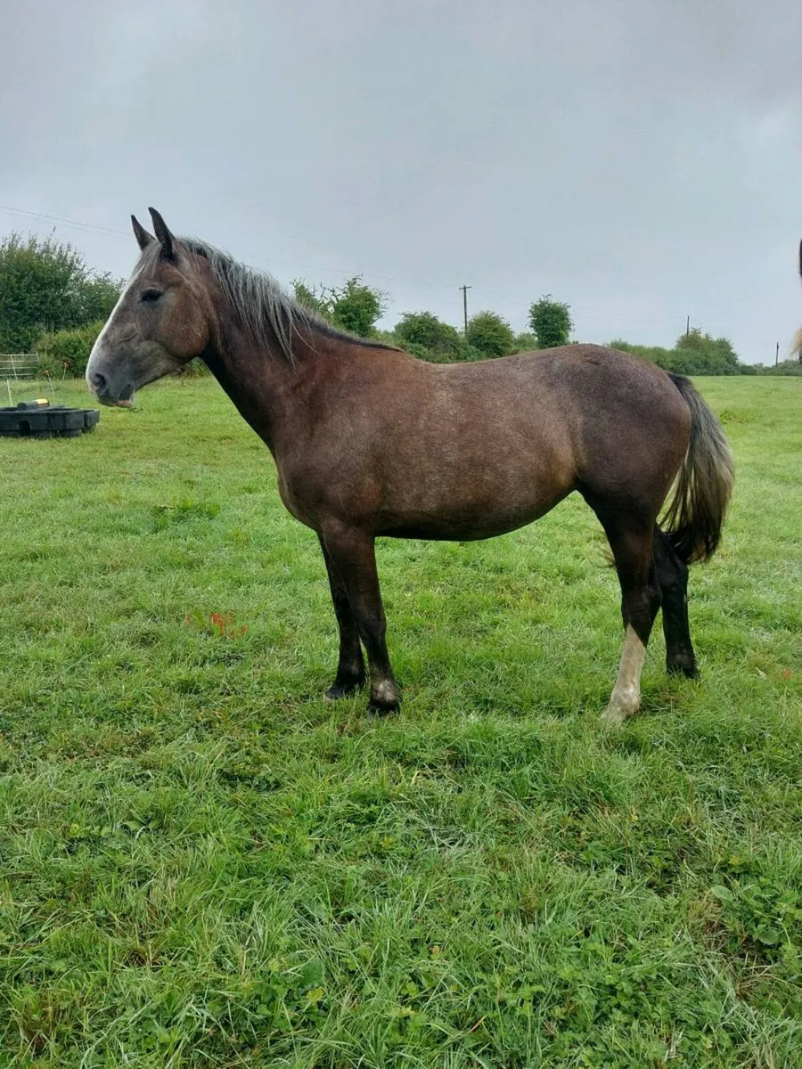 2yr old Irish Draught Filly - Image 3