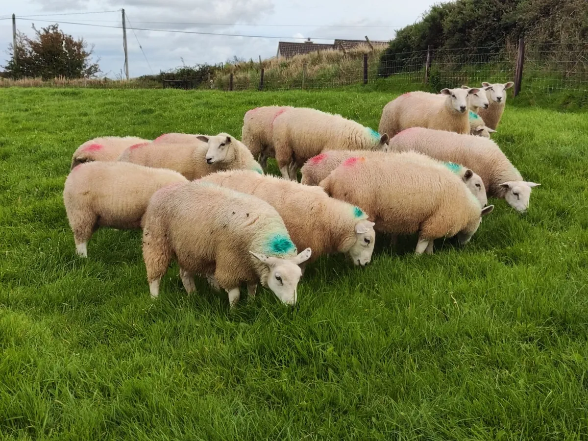 Belclare ewe lambs - Image 2