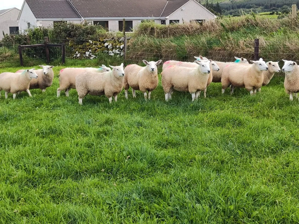 Belclare ewe lambs - Image 3