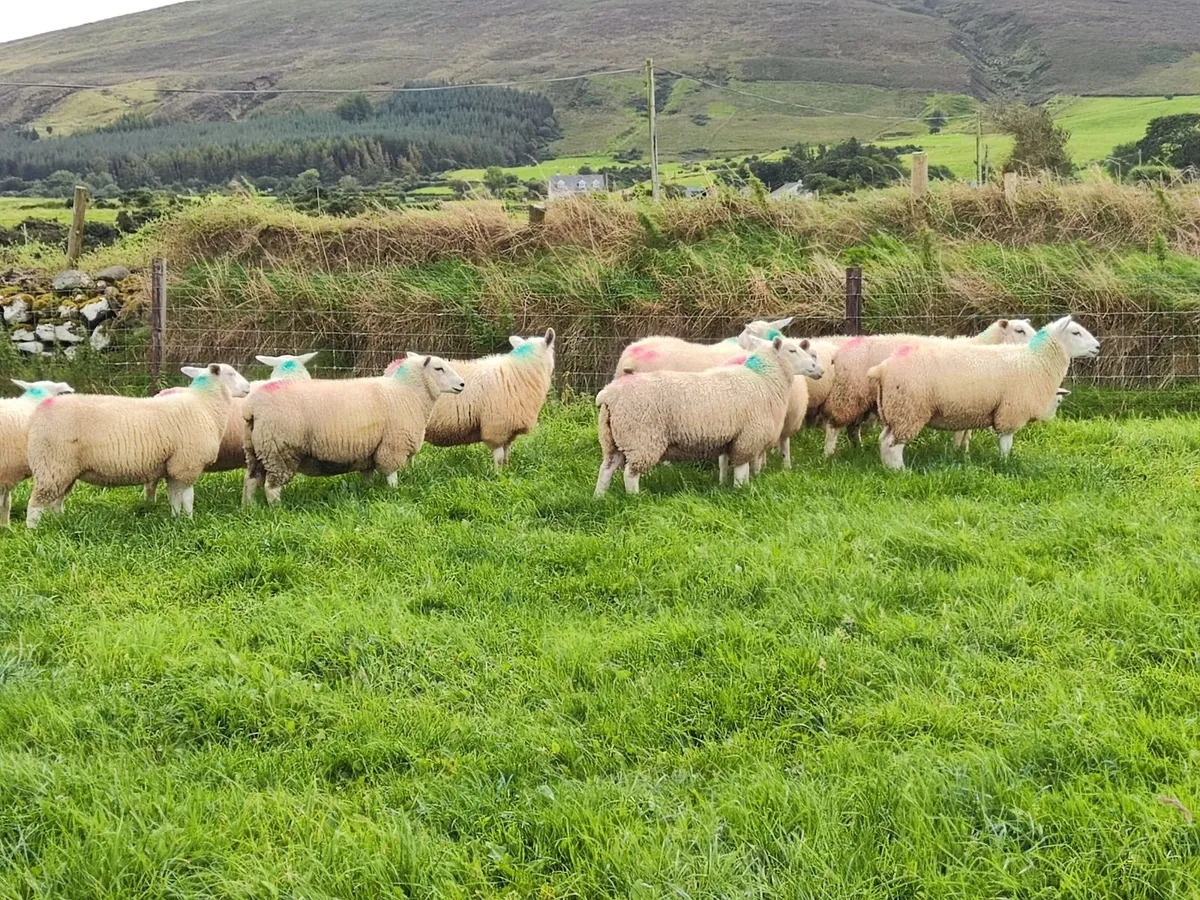 Belclare ewe lambs - Image 4
