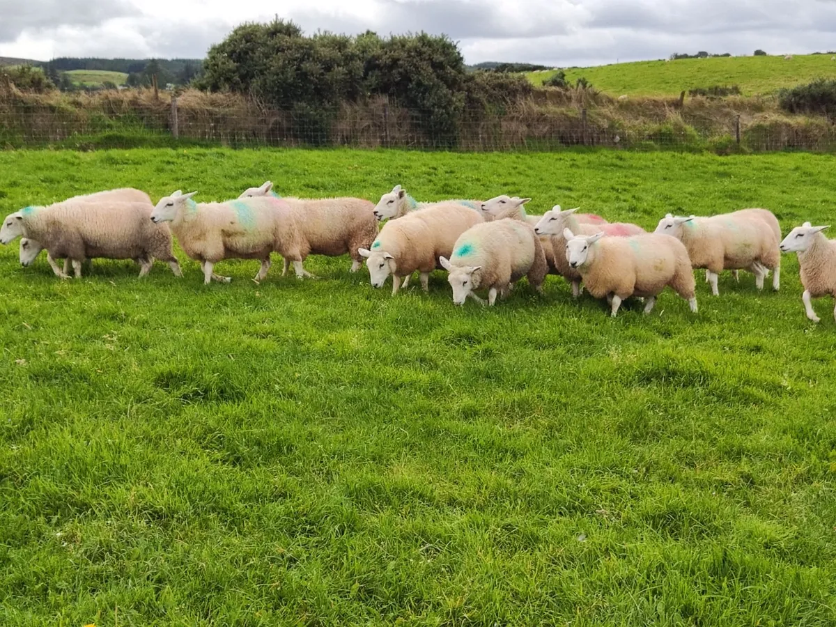 Belclare ewe lambs - Image 1