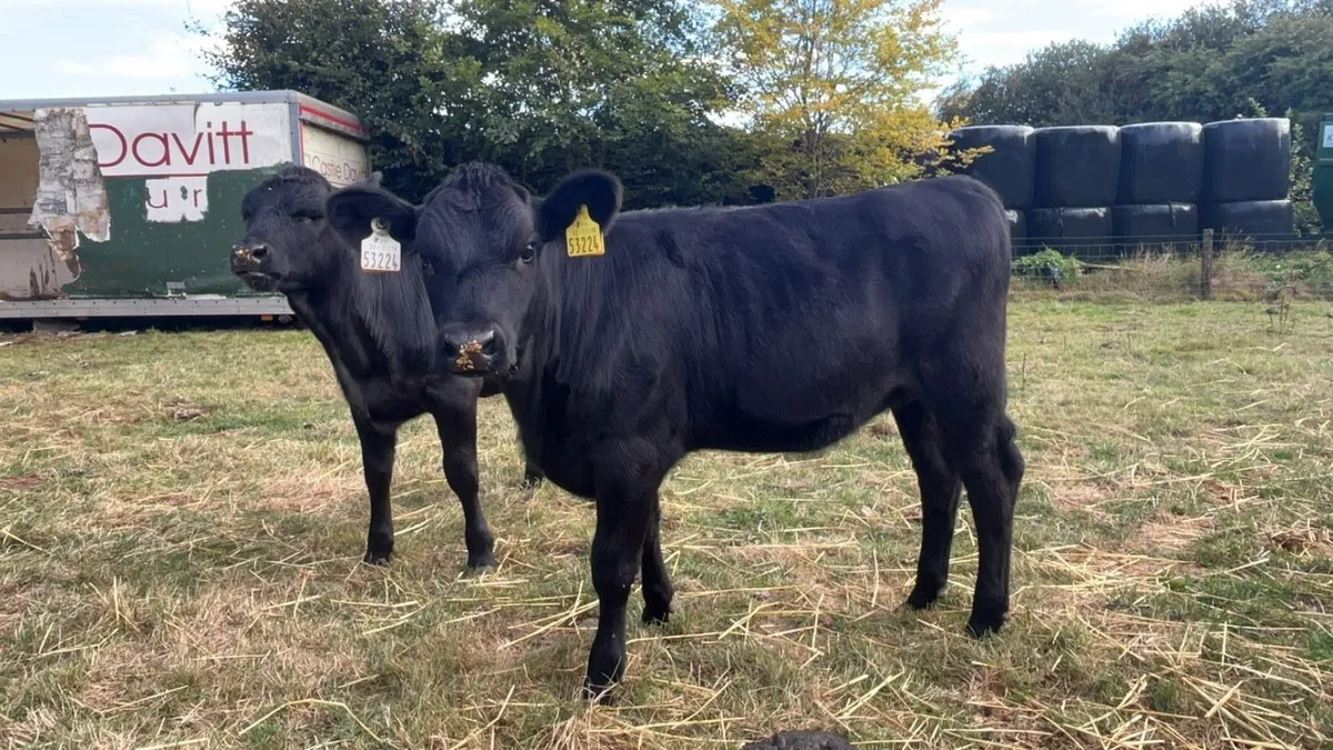 angus heifers - Image 4