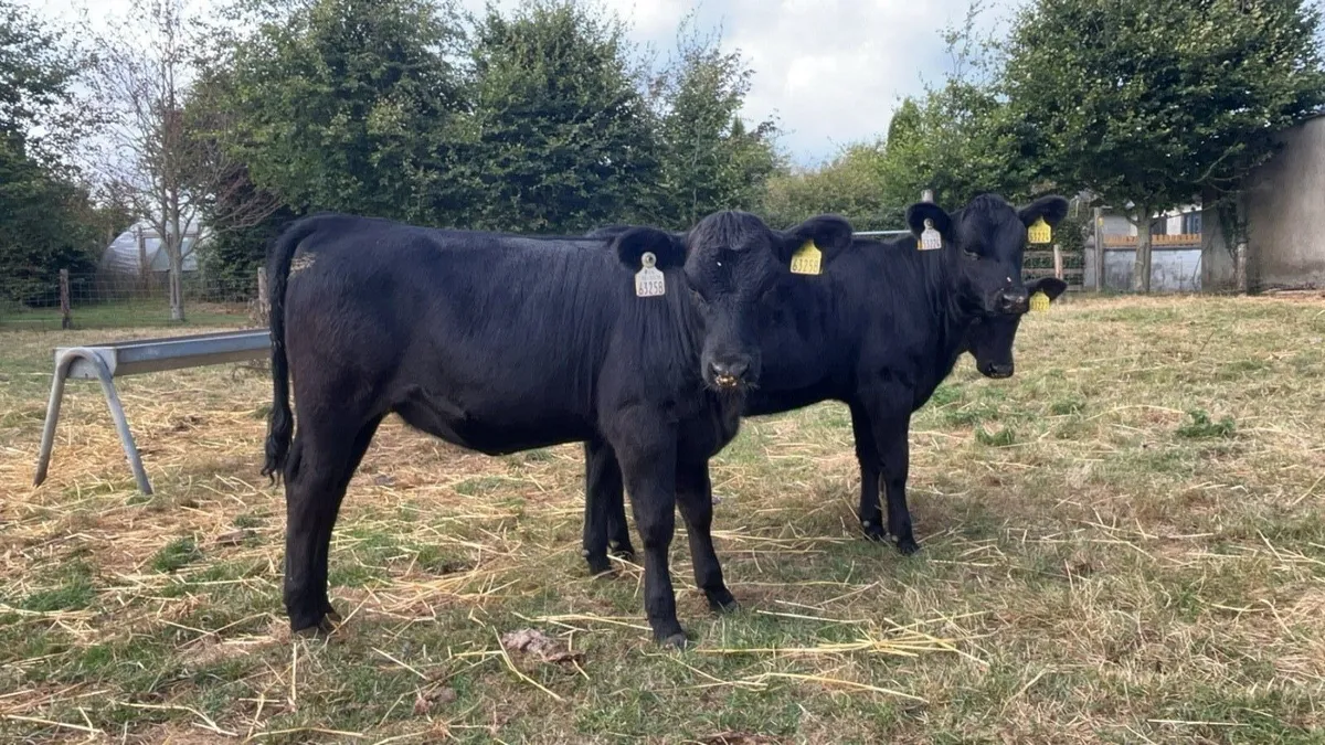 angus heifers - Image 1