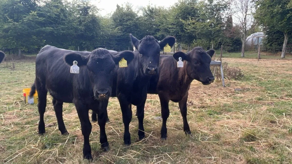 angus heifers - Image 2