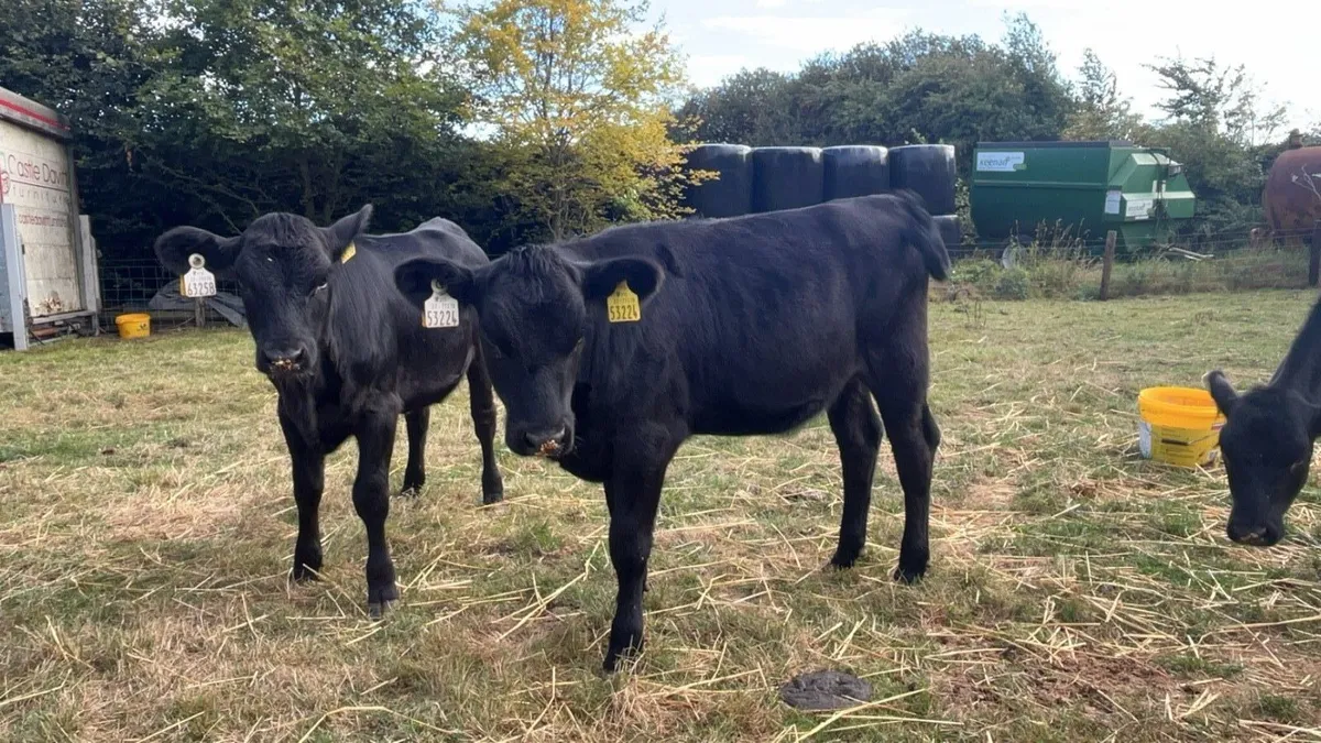 angus heifers - Image 3