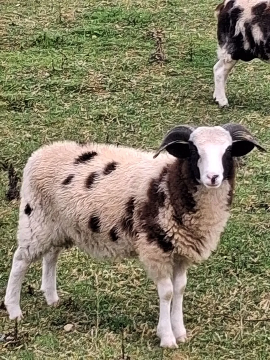 6 months Jacob PBNR Ram lamb. - Image 3