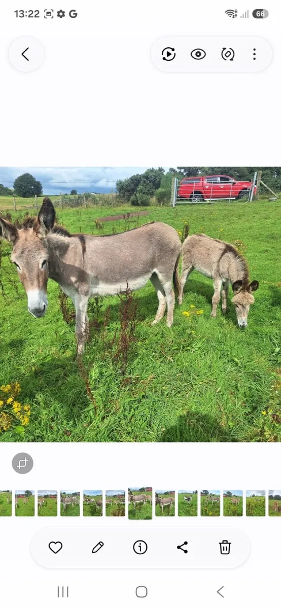 Donkey Mare & Foal - Image 1