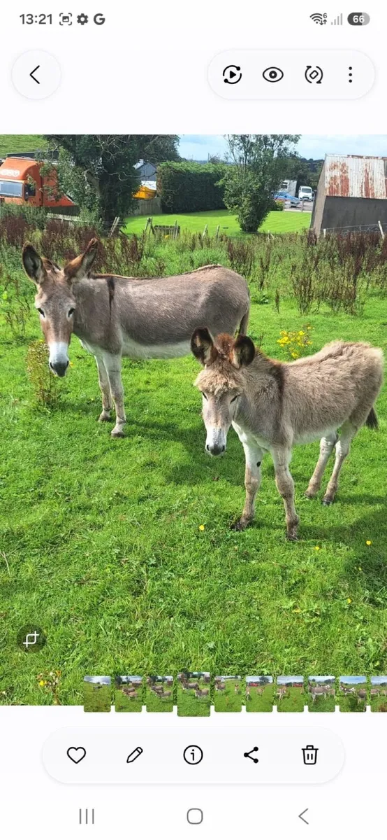 Donkey Mare & Foal - Image 2