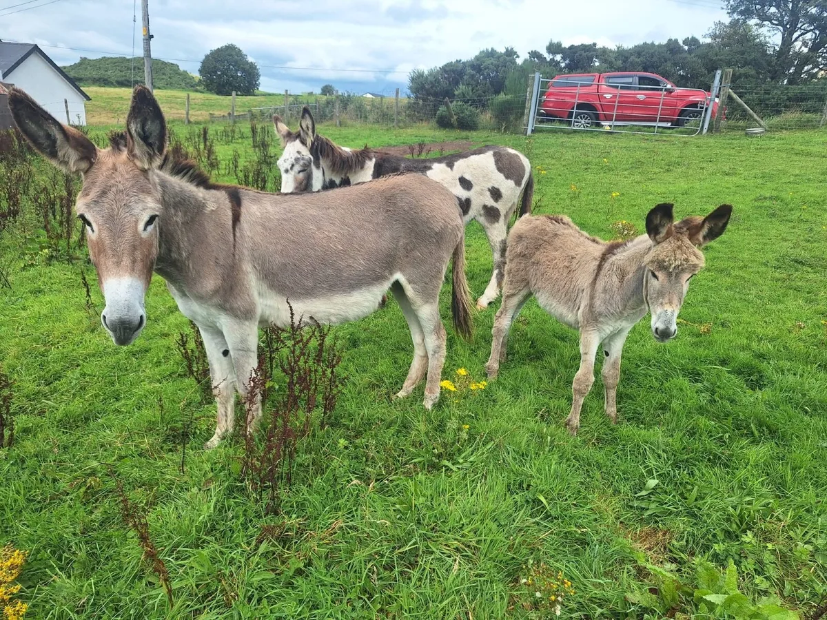 Donkey Mare & Foal - Image 3
