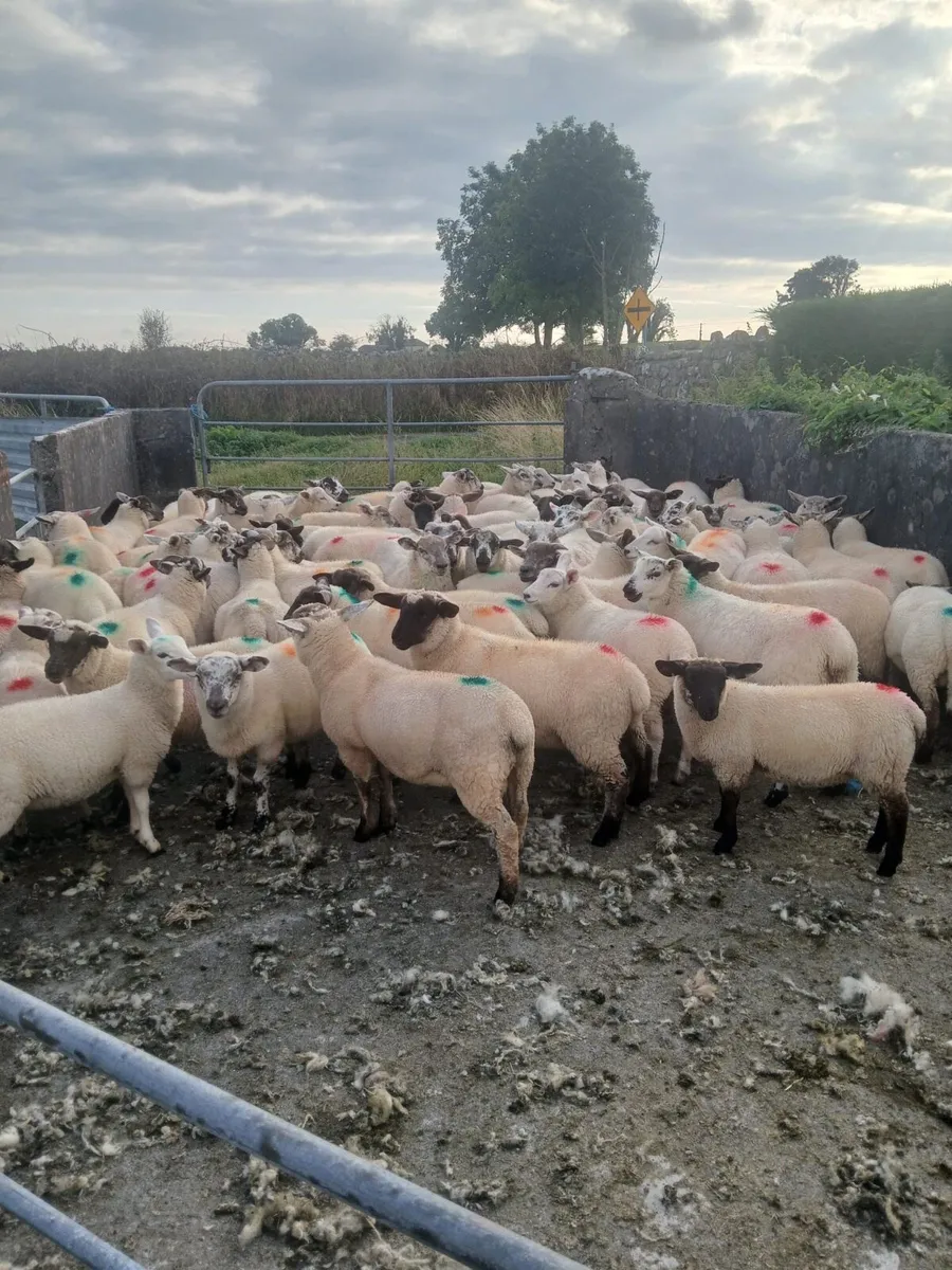 Store lambs for sale
