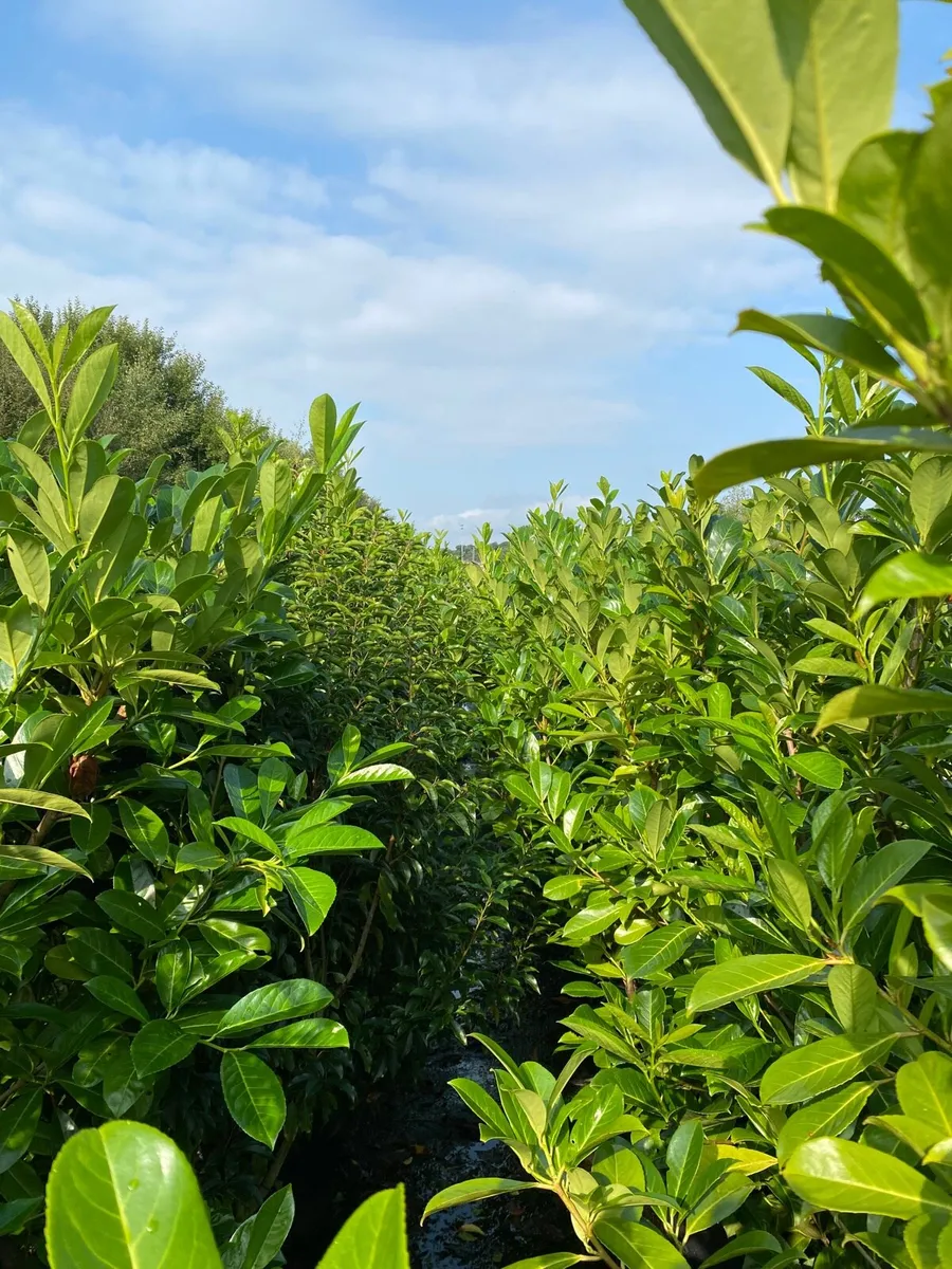 Potted Laurel 5-6fts) FINAL 200!! - Image 1