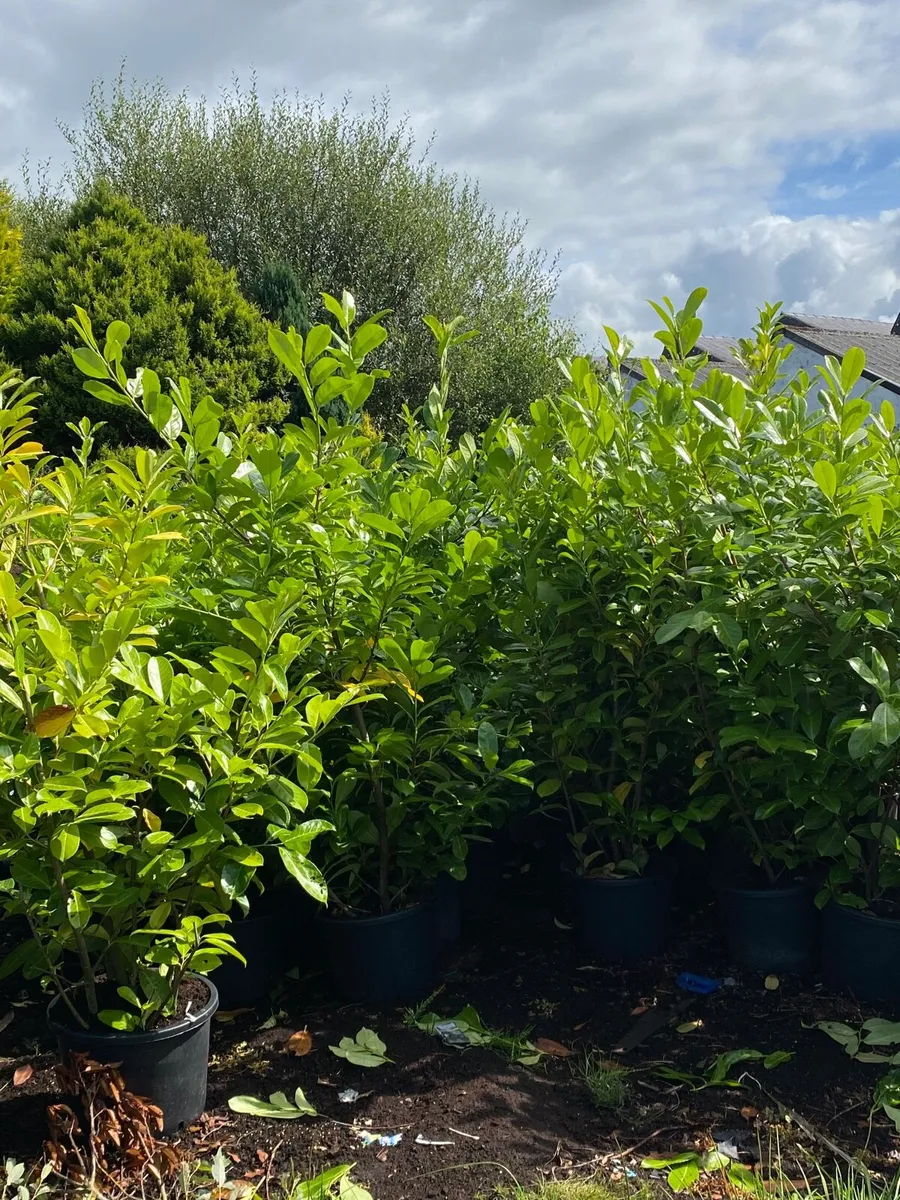Potted Laurel 5-6fts) FINAL 200!! - Image 4