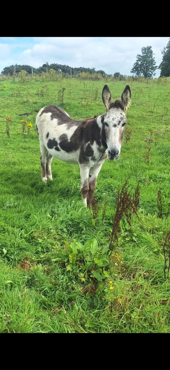 Piebald mare donkey - Image 1
