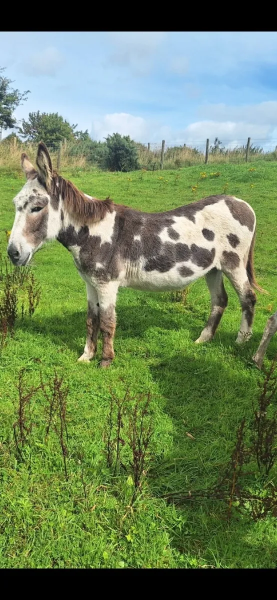 Piebald mare donkey - Image 2