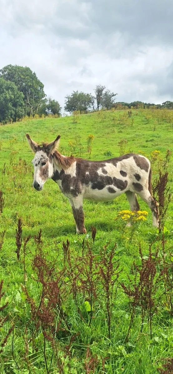 Piebald mare donkey - Image 3