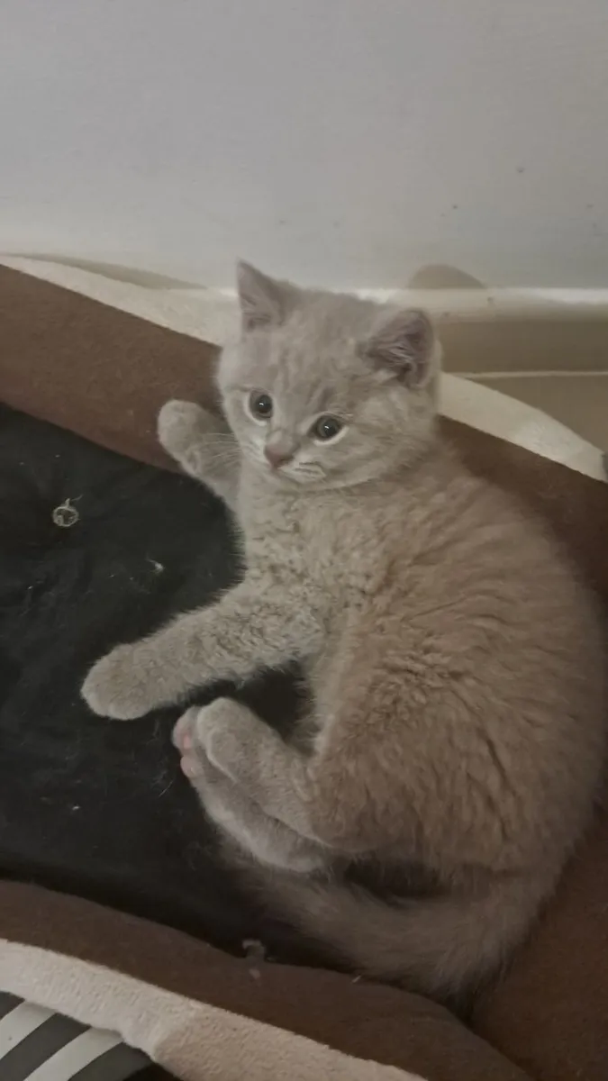Pure British Shorthair kittens - Image 2