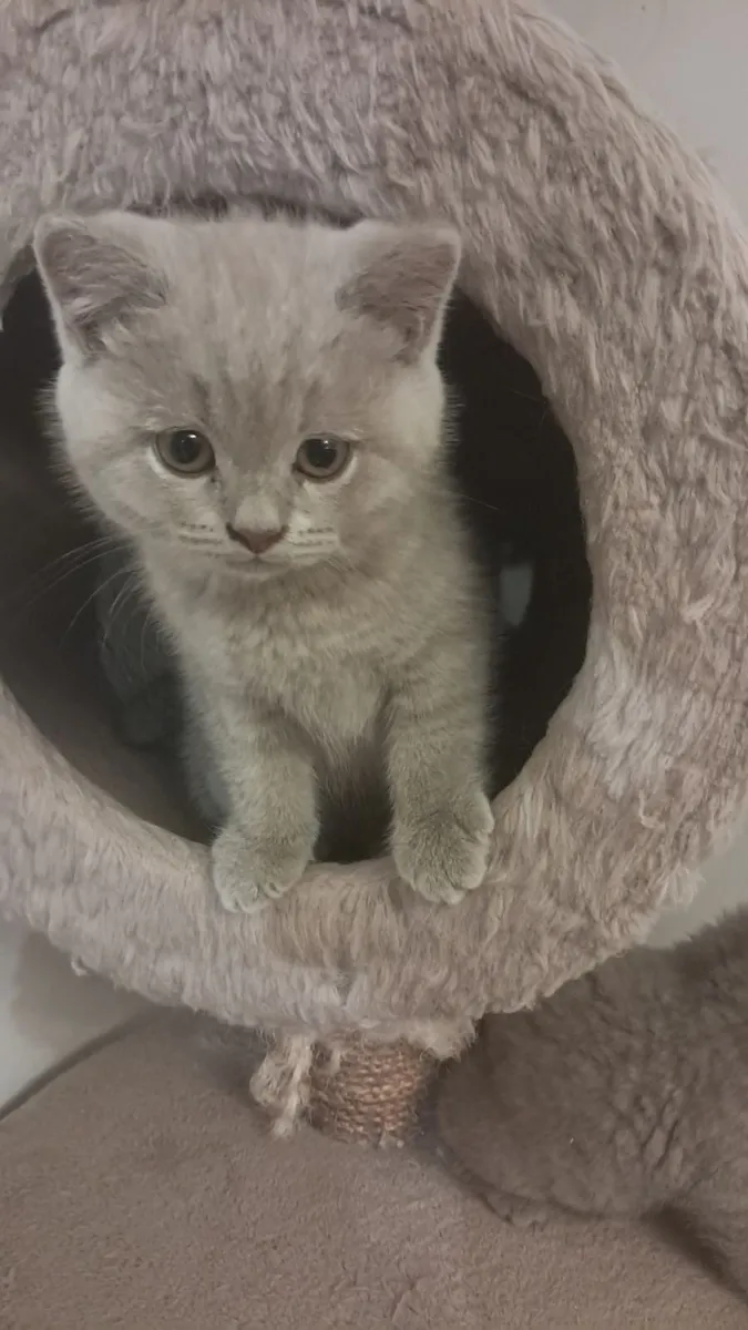 Pure British Shorthair kittens - Image 3