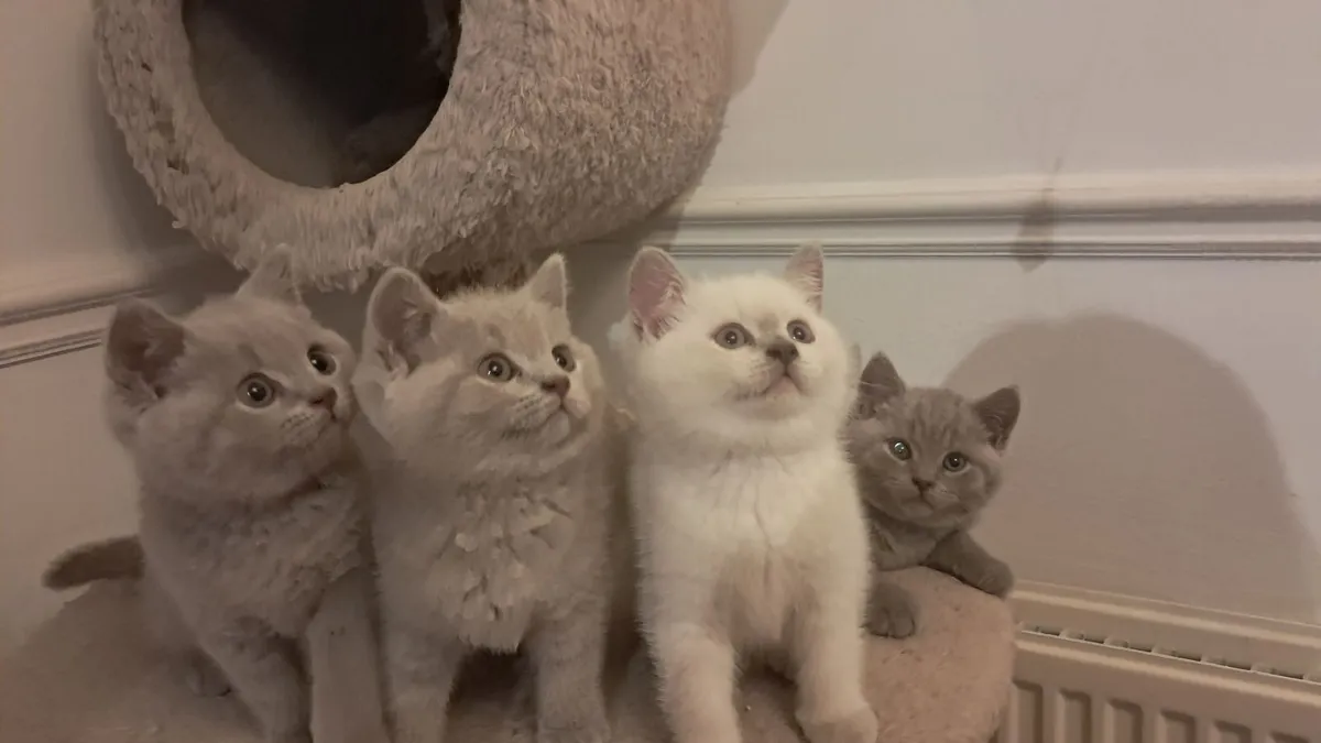 Pure British Shorthair kittens - Image 4