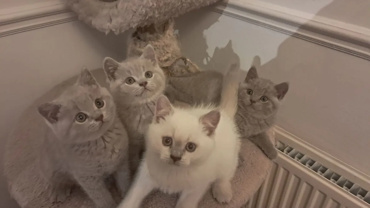 Pure British Shorthair kittens - Image 1