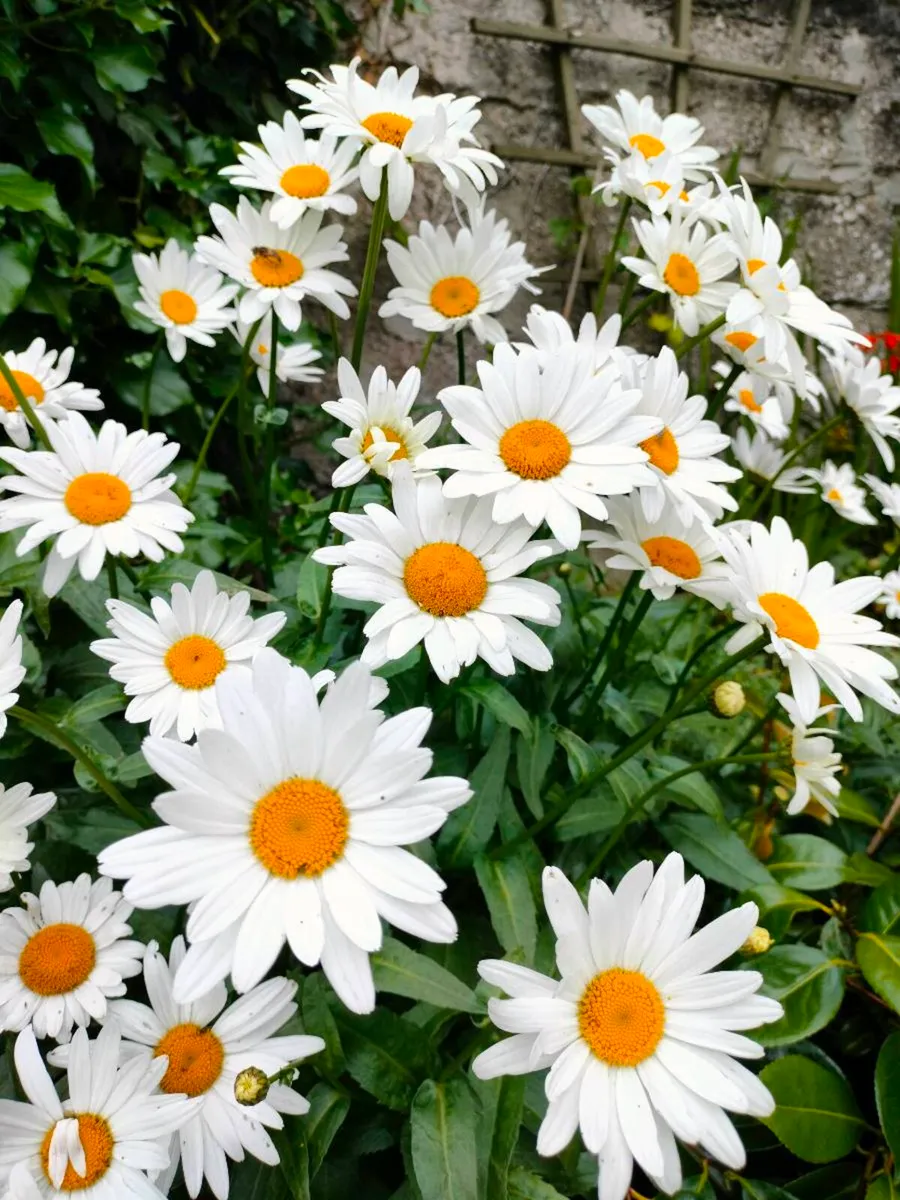 Shasta daisy's Plant perennial tall Hardy plant. f - Image 4