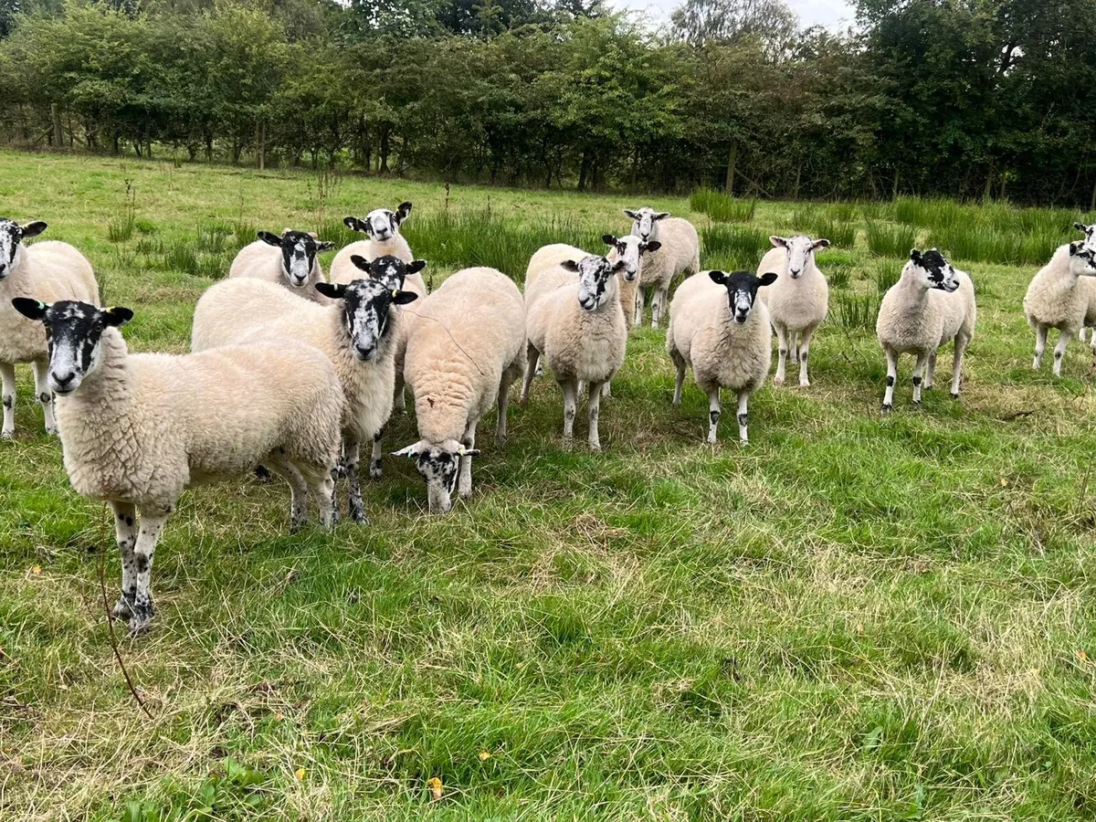 Mule Hoggets - Image 1